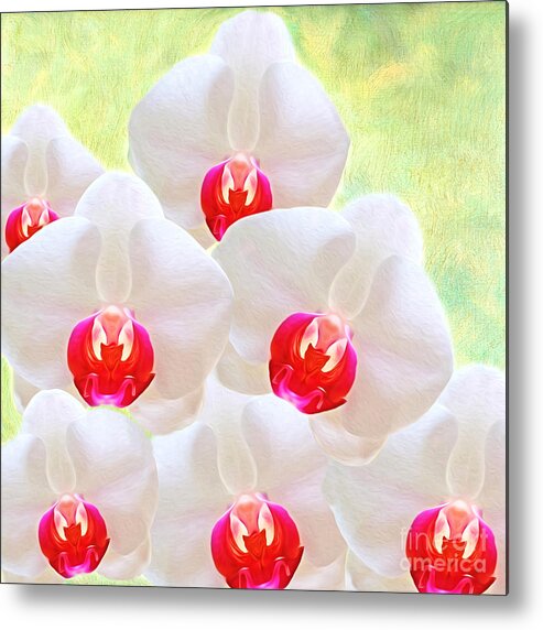 White Orchids Metal Print featuring the photograph White Orchids by Laura D Young