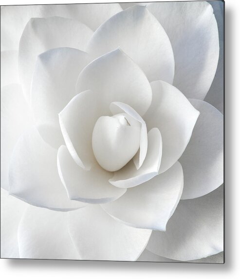 Flower Metal Print featuring the photograph White Petals by Paul Johnson