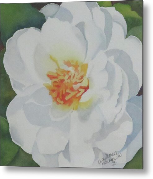 Floral Metal Print featuring the painting White Rose by Judy Mercer