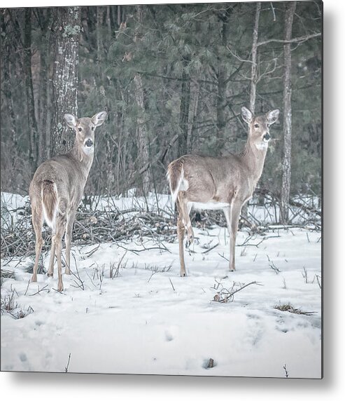 White Tailed Deer Metal Print featuring the photograph Whitetails 2018-1 by Thomas Young