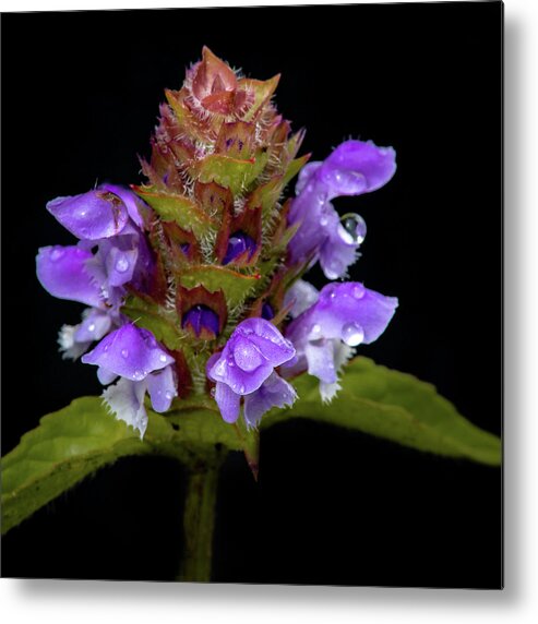 #wisconsin #outdoor #fineart #landscape #photograph #wisconsinbeauty #doorcounty #doorcountybeauty #sony #canonfdglass #beautyofnature #history #metalman #passionformonotone #homeandofficedecor #streamingmedia #wildflowerportrait #macrophotography. Metal Print featuring the photograph Wild Flower Portrait by David Heilman