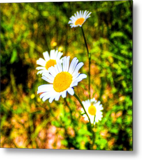 Flowers Metal Print featuring the photograph Wild Flowers by Jonny D