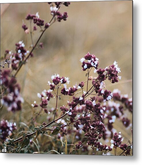 Summer Metal Print featuring the photograph Wild Herbs

#herbs by Mandy Tabatt