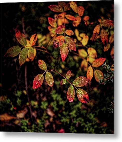 Nature Metal Print featuring the photograph Wild Rose Colors by Fred Denner