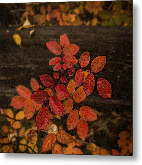 Plant Metal Print featuring the photograph Wild Rose Leaves by Fred Denner