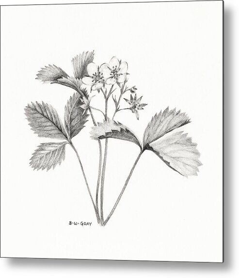 Strawberry Metal Print featuring the drawing Wild Strawberry Drawing by Betsy Gray