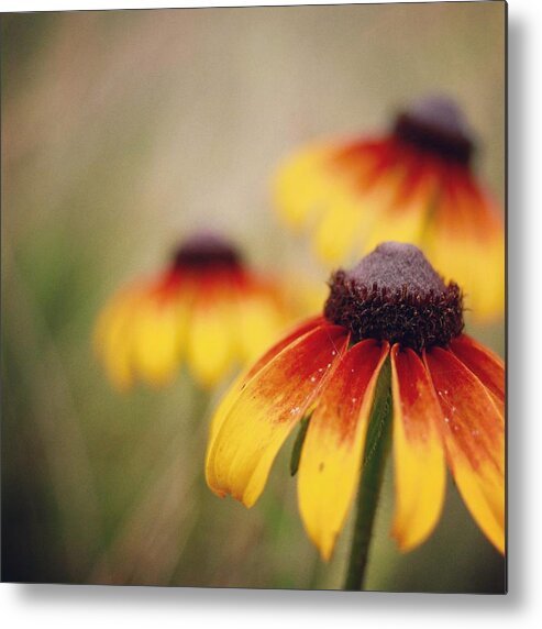 Wildflowers Metal Print featuring the photograph Wildfire Wildflowers by Holly Ross