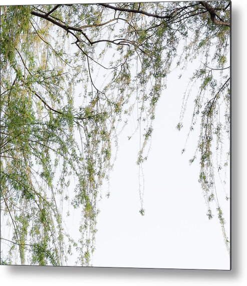 Willow Wisps Metal Print featuring the photograph Willow Wisps - by Julie Weber