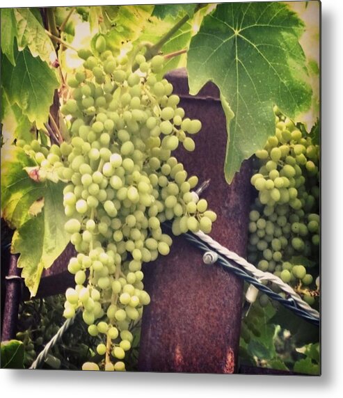 Didisaywine Metal Print featuring the photograph #wine On The #vine . Love These Little by Shari Warren