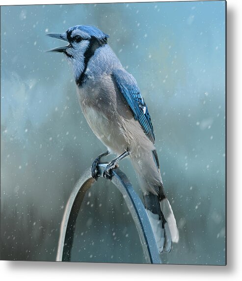 Blue Jay Metal Print featuring the photograph Winter Blue Jay Square by Cathy Kovarik