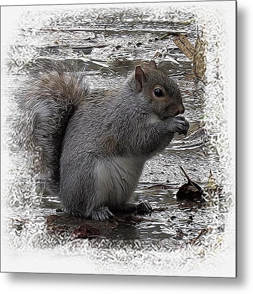 Foraging Gray Squirrel Metal Print featuring the photograph Winter Foraging by I'ina Van Lawick