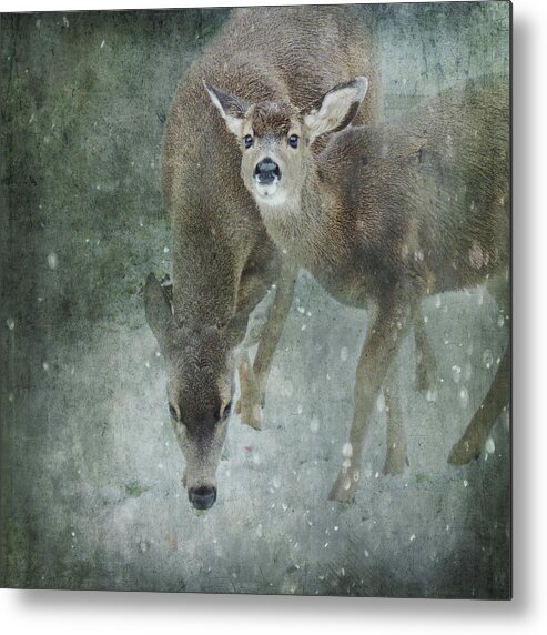 Cabin Decor Metal Print featuring the photograph Winter Foraging by Sally Banfill