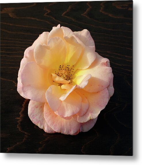 Winter Rose Metal Print featuring the photograph Winter Salmon Rose on Antique Wood by Kathy Anselmo