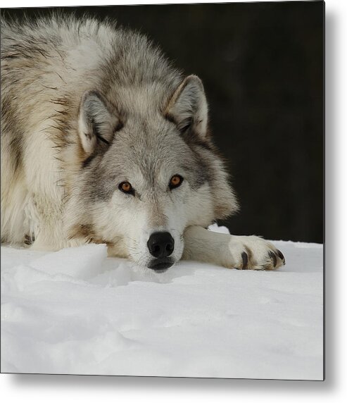 Grey Wolf Metal Print featuring the photograph Winters Grey by Steve McKinzie