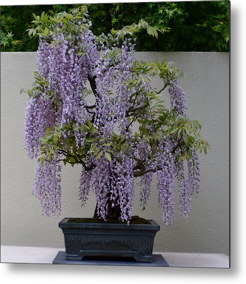 Wisteria Metal Print featuring the photograph Wisteria Bonsai by Jimmy Chuck Smith