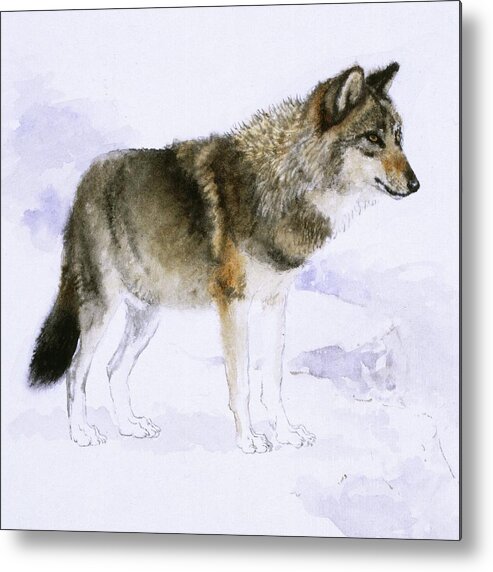 Wolf Metal Print featuring the painting Wolf by Attila Meszlenyi