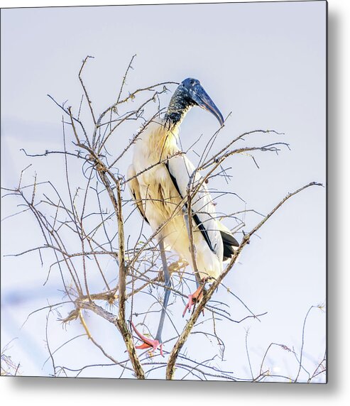 Florida Metal Print featuring the photograph Wood Stork sitting in a tree by Framing Places