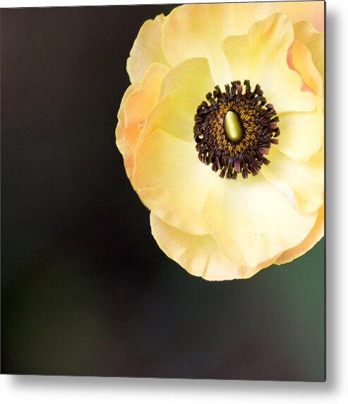 Yellow Metal Print featuring the photograph Yellow Anemone Center Squared by Rebecca Cozart
