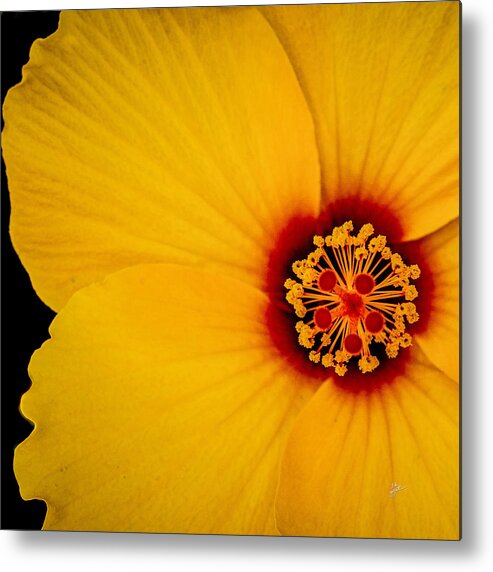 Yellow Flower Metal Print featuring the photograph Yellow Hibiscus Squared by TK Goforth