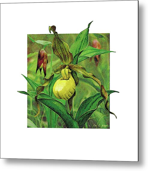 Jon Q Wright Metal Print featuring the painting Yellow Lady Slipper by JQ Licensing