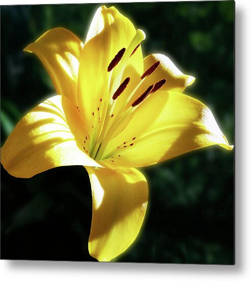 Lily Metal Print featuring the photograph Yellow Lily In Sunlight by Johanna Hurmerinta