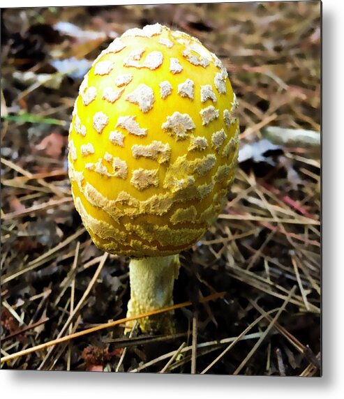Mushroom Metal Print featuring the photograph Yellow mushroom by Cristina Stefan