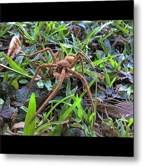 Arachnology Metal Print featuring the photograph You Think You're Badass When You're by Joe Perez 