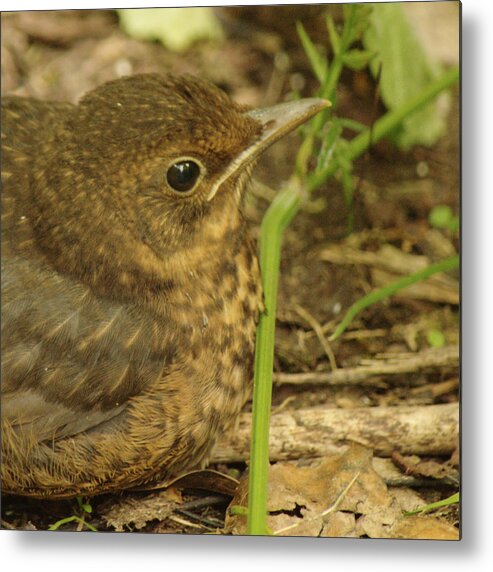 Young Metal Print featuring the photograph Young Blackbird Closeup by Adrian Wale