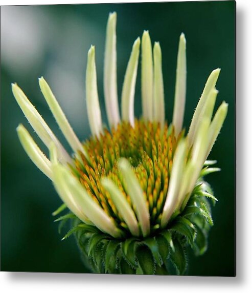 Cone Flower Metal Print featuring the photograph Young Cone by Justin Connor
