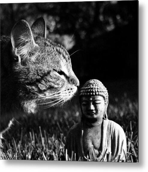 Cat Metal Print featuring the photograph Zen Cat Black and White- Photography by Linda Woods by Linda Woods