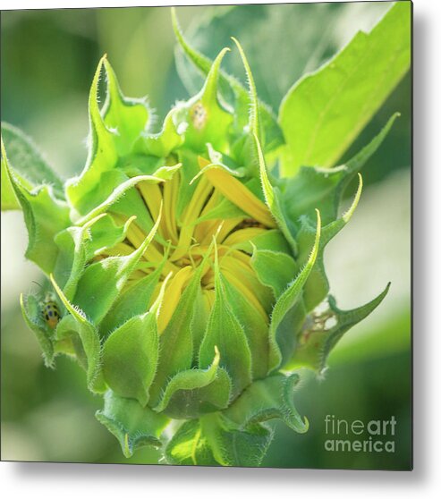 Sunflower Metal Print featuring the photograph Becoming #1 by Cathy Donohoue