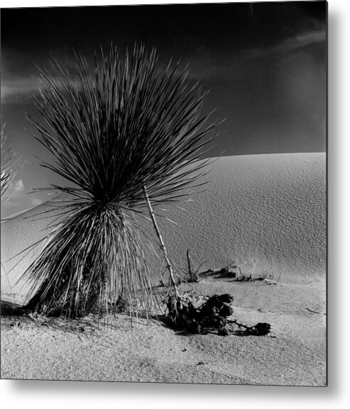 1950-1959 Metal Print featuring the photograph Cactus #1 by Robert Natkin