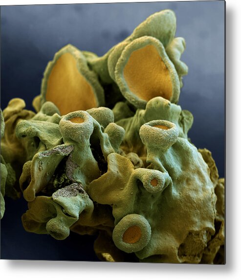 Algae Metal Print featuring the photograph Common Orange Lichen by Meckes/ottawa