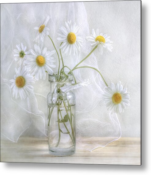 Daisy Metal Print featuring the photograph Daisies #1 by Mandy Disher