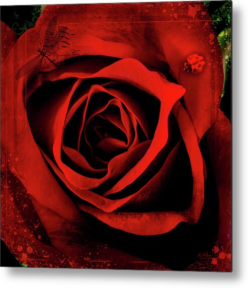 Flower Metal Print featuring the photograph Red, Red Rose #1 by Keith Hawley