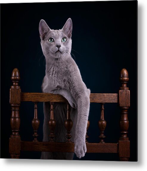 Cat Metal Print featuring the photograph Sacha #1 by Lidia Vanhamme