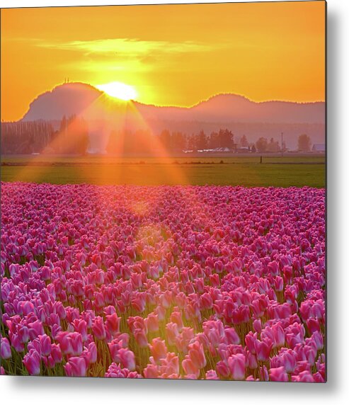 Flower Metal Print featuring the photograph Tulip Sunset #1 by Briand Sanderson