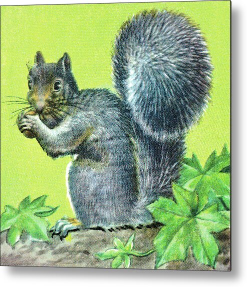Acorn Metal Poster featuring the drawing Squirrel #12 by CSA Images