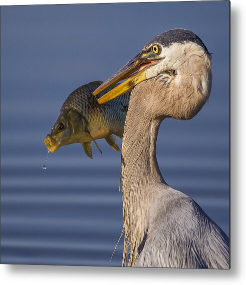 Heron Metal Print featuring the photograph #18 by Mountain Cloud