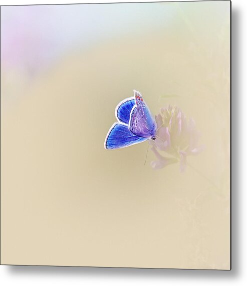 Butterfly Metal Print featuring the photograph Around The Meadow 2 by Jaroslav Buna