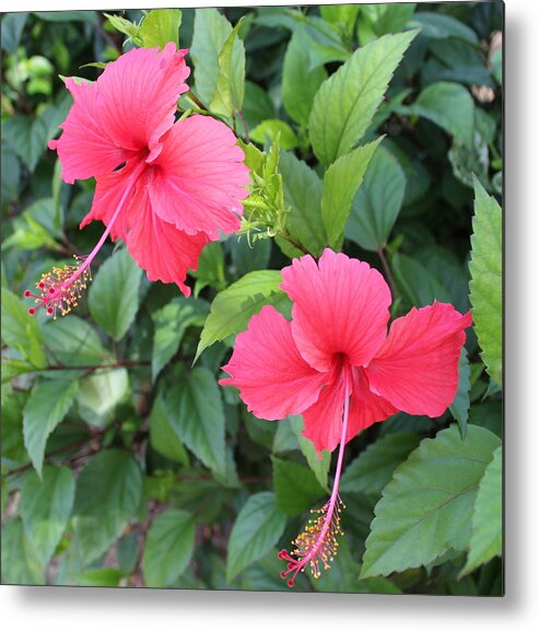 Tropics Metal Print featuring the photograph 2 Hibiscus by Ruth Kamenev