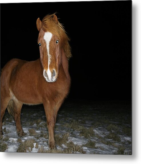 Horse Metal Print featuring the photograph Icelandic Horse #2 by Roine Magnusson