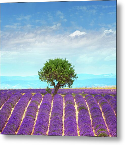 In A Row Metal Print featuring the photograph Lavender Fields In Provence #2 by Mammuth