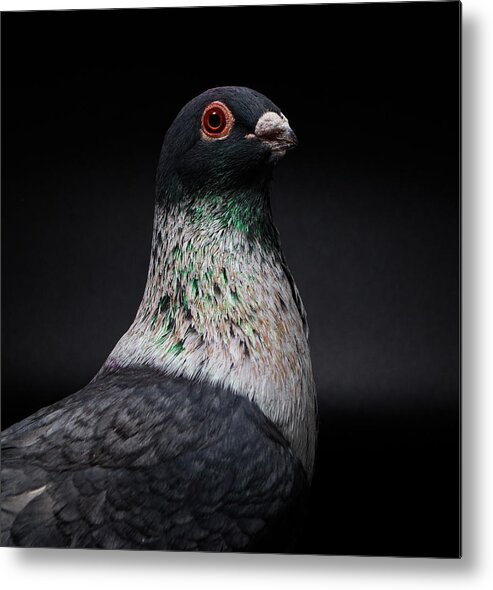 Bird Metal Print featuring the photograph Mhlawy Egyptian Swift Otatti by Nathan Abbott