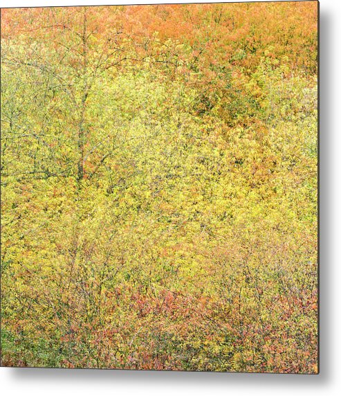 Fall Metal Print featuring the photograph Fall Colors - Abstract #6 by Shankar Adiseshan