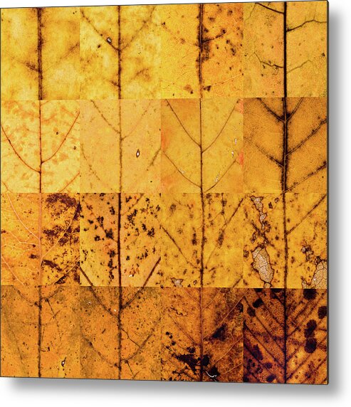 Swatch Metal Print featuring the photograph Swatches - Autumn Leaves inspired by Gerhard Richter by Shankar Adiseshan