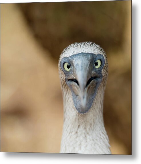 One Animal Metal Print featuring the photograph A Blue-footed Booby Staring by Keith Levit / Design Pics