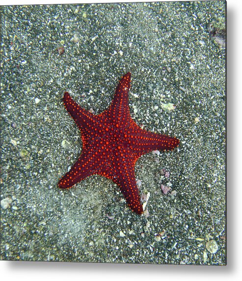 Underwater Metal Print featuring the photograph A Red Starfish by Keith Levit / Design Pics