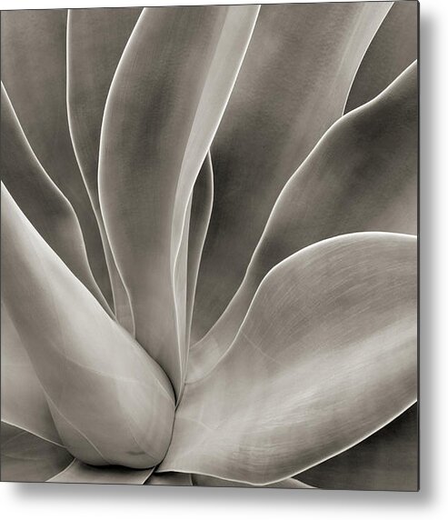 Petal Metal Print featuring the photograph Abstract Cactus Plant by Hadelproductions