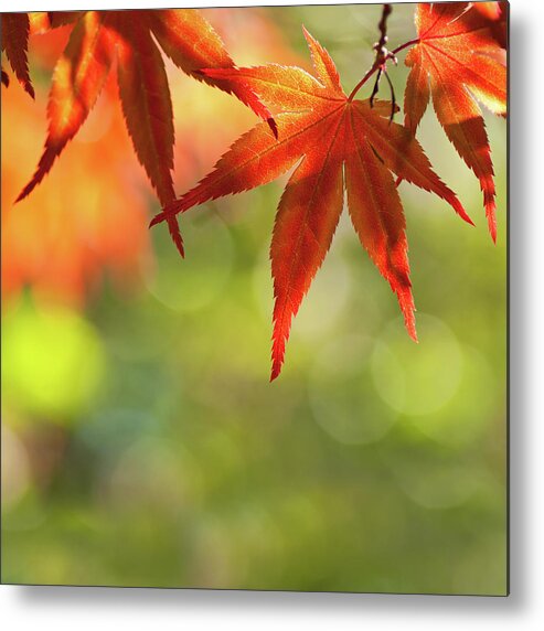 Outdoors Metal Print featuring the photograph Acer Palmatum - Japanese Maple by Martin Wahlborg